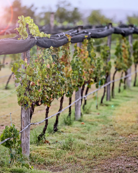 Cate de vinos: Hacienda San Miguel, Coahuila