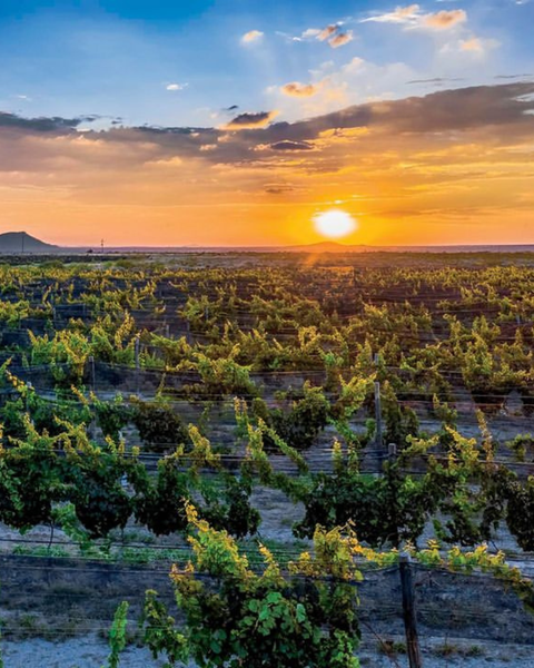 Cate de vinos: Hacienda San Miguel, Coahuila